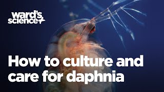 Caring and Culturing for Daphnia [upl. by Alvita]