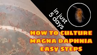 How to Culture Magna Daphnia Easily [upl. by Ahsekahs]