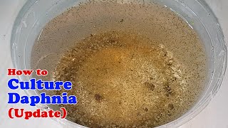 How to Culture Daphnia Update with ZERO Cost  Unlimited Live Food for Our Fish [upl. by Rramed644]