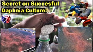 How to Culture Daphnia Successfully [upl. by Eelanej]