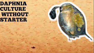 HOW TO CULTURE DAPHNIA NATURALLY WITHOUT A STARTER [upl. by Hiltner685]