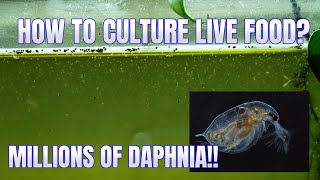 How to Culture Daphnia Secret Method to Breed MILLIONS  Simply Aquatic [upl. by Nickerson547]