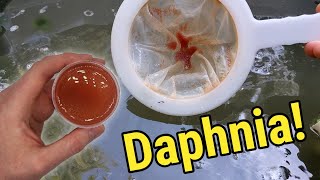 How I Culture Daphnia In Outdoor Tubs [upl. by Scuram]