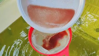 How to culture daphnia  Daphnia culture  How to grow daphnia outdoor [upl. by Xuaegram110]