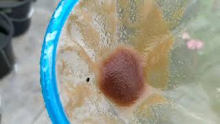 How to culture daphnia moina in a small container Part 1 English Subtitle [upl. by Dworman]