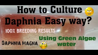 Daphnia MagnaHow to Culture Daphnia Easy wayCulturing Daphnia using Green water Daphnia [upl. by Clyte318]