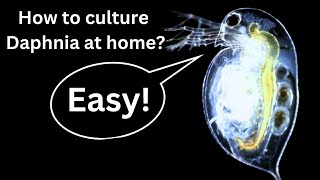 BEST Live Fish Food Beginner guide How to Culture Daphnia at home [upl. by Marguerita259]