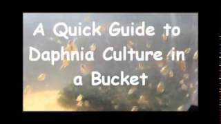 How to culture daphnia outside [upl. by Attikin]