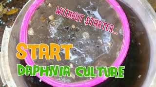 How to culture daphnia moina the easy way 1  Starting the Daphnia culture [upl. by Sidonie]