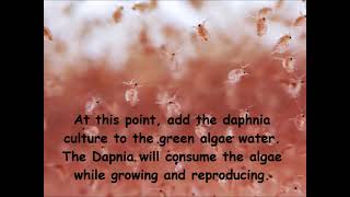 Daphnia  How to grow daphnia in your home [upl. by Hanikehs]