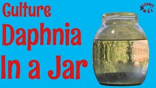 How to Culture Daphnia in a Jar [upl. by Ynogoham]