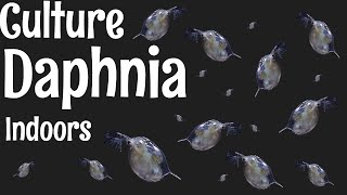 How to Culture Daphnia [upl. by Otrevlig]