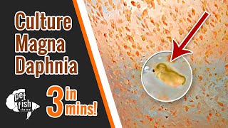 How to culture DAPHNIA MAGNA  The easy way [upl. by Aivart]