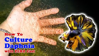 How to Culture Daphnia with ZERO Cost  Unlimited Live Food For Our Fish [upl. by Kenric]