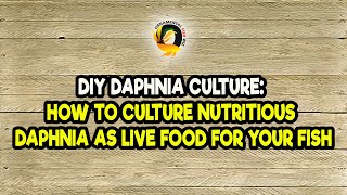 DIY Daphnia Culture How to Culture Nutritious Daphnia as Live Food for Your Fish [upl. by Allets]