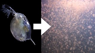 How I Culture Daphnia [upl. by Puklich]