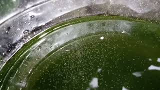 DAPHNIA MOINA CULTURE IN A SMALL BUCKET [upl. by Oinotnanauj]