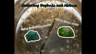 How To Culture Daphnia and Moinas using Green Water Spirulina powder [upl. by Sherwin212]