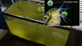 Raising Daphnia for the Freshwater Aquarium [upl. by Donough]