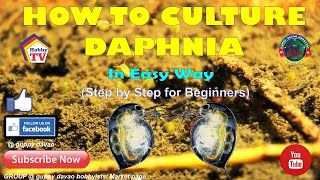 HOW TO CULTURE DAPHNIA In Easy Way [upl. by Ardell869]